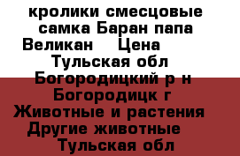 кролики смесцовые самка Баран,папа Великан. › Цена ­ 200 - Тульская обл., Богородицкий р-н, Богородицк г. Животные и растения » Другие животные   . Тульская обл.